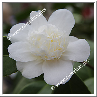 Camellia Japonica 'Snowball'