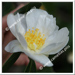 Camellia Sasanqua 'Snowfall'