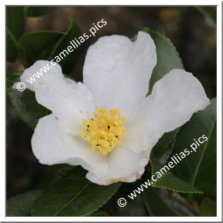 Camellia Sasanqua 'Snowflake (Sawada)'