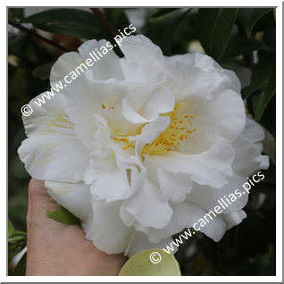 Camellia Japonica 'Snowman'