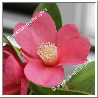 Camellia Wabisuke 'Sôan-wabisuke'