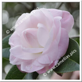 Camellia Hybrid C.x williamsii 'Softly'