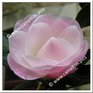 Camellia Hybride C.x williamsii 'Softly'