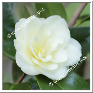 Camellia Hybride 'Solstice'