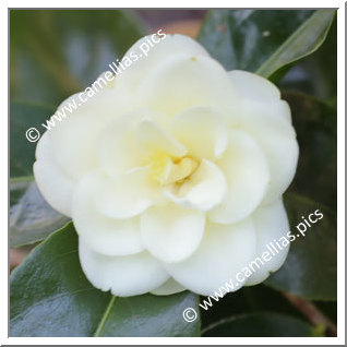 Camellia Hybride 'Solstice'