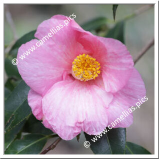 Camellia Japonica 'Somefude'