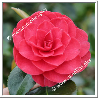 Camellia Japonica 'Somersby'