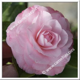 Camellia Japonica 'Something Beautiful'