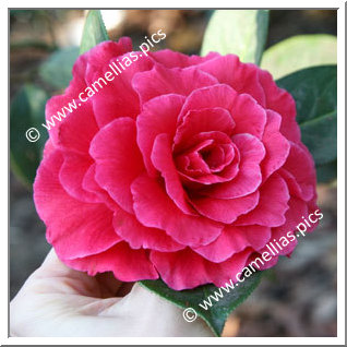 Camellia Reticulata 'Songzilin'