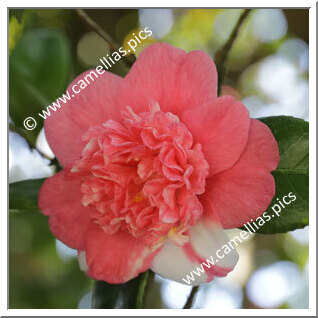 Camellia Japonica 'Sophia'