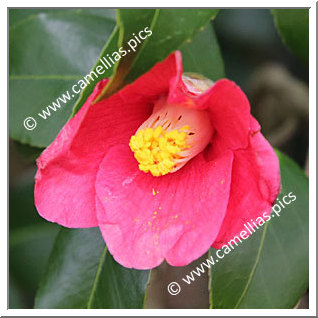 Camellia Japonica 'Sorin-an'