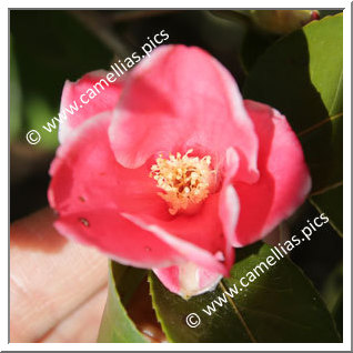 Camellia Japonica 'Sôshin-wabisuke'