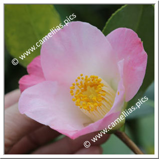 Camellia Japonica 'Soshô'