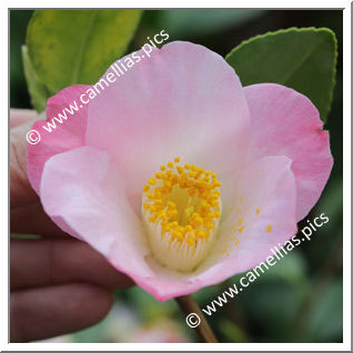 Camellia Japonica 'Soshô'