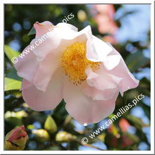 Camellia Hybrid C.x williamsii 'South Seas'