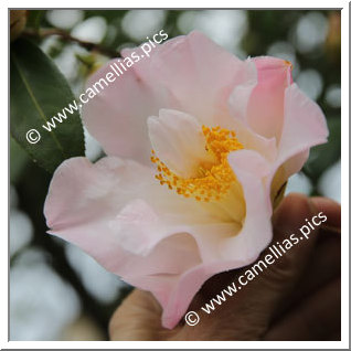 Camellia Hybride C.x williamsii 'South Seas'