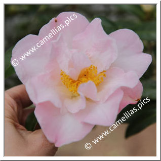 Camellia Hybride C.x williamsii 'South Seas'