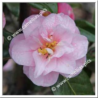Camellia Japonica 'Souvenir de Jean le Bihan'