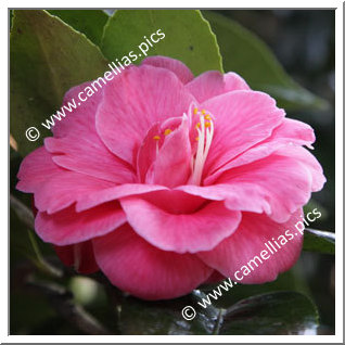 Camellia Japonica 'Souvenir de Jérôme Carnot'