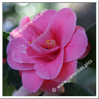 Camellia Japonica 'Souvenir de Jérôme Carnot'