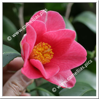 Camellia Japonica 'Souvenir de Louis Sander'