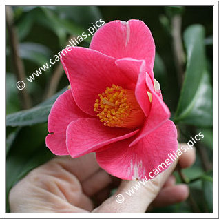 Camellia Japonica 'Souvenir de Louis Sander'