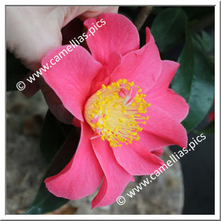 Camellia Japonica 'Souvenir Vendéen'