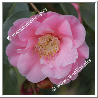 Camellia Hybrid 'Souza's Pavlova'