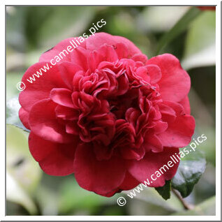 Camellia Japonica 'Speciosissima'