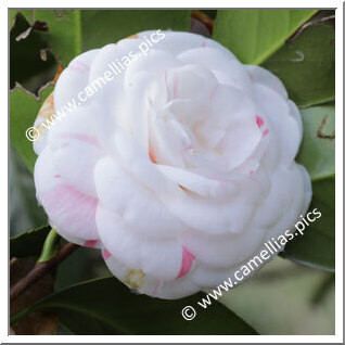 Camellia Japonica 'Spinola Alba'