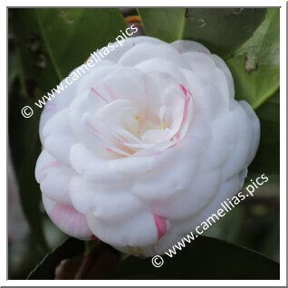 Camellia Japonica 'Spinola Alba'