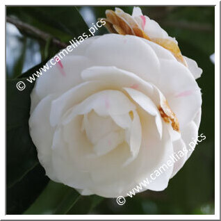 Camellia Japonica 'Spinola Alba'