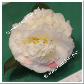 Camellia Japonica 'Splash of Pink '