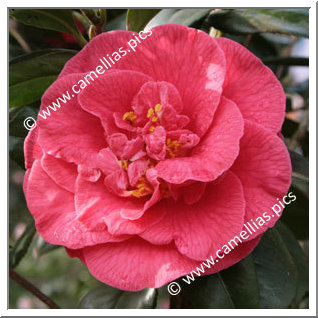 Camellia Japonica 'Splendens Carlyon'