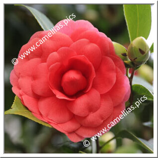 Camellia Japonica 'Splendida Borghese'