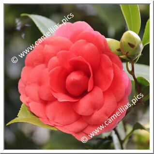Camellia Japonica 'Splendida Borghese'