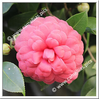 Camellia Japonica 'Splendida Borghese'