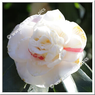 Camellia Japonica 'Spofforthiana'