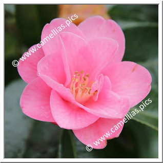 Camellia Hybrid 'Spring Awakening'