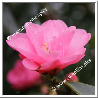 Camellia Hybrid 'Spring Awakening'