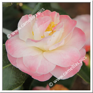 Camellia Hybrid C.x williamsii 'Spring Daze'