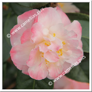 Camellia Hybride C.x williamsii 'Spring Daze'