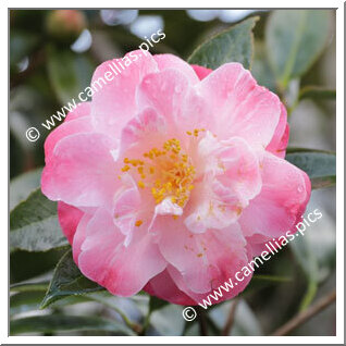 Camellia Hybrid C.x williamsii 'Spring Daze'