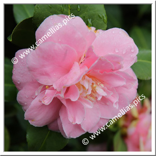 Camellia Japonica 'Spring Deb'