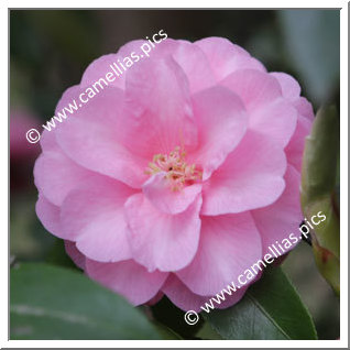 'Spring Festival'