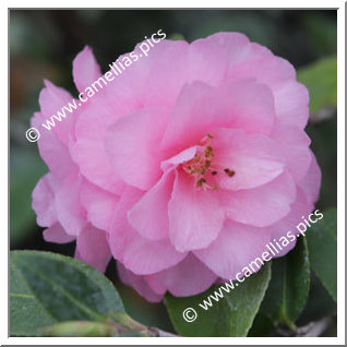 Camellia Hybrid 'Spring Festival'