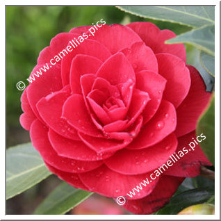 Camellia Japonica 'Spring Fling'