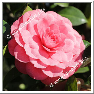 'Spring Formal'