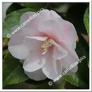 Camellia Hybrid 'Spring Mist'