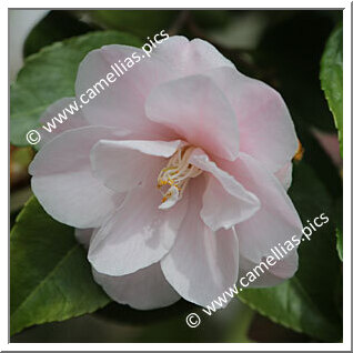 Camellia Hybride 'Spring Mist'